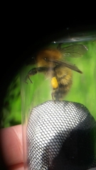 Bombus pascuorum