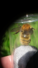 Bombus pascuorum