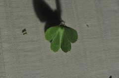 Geometra papilionaria