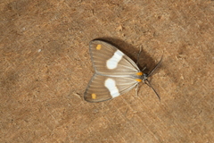 Nebulosa erymas