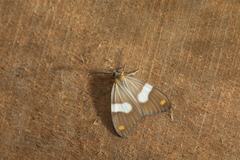 Nebulosa erymas