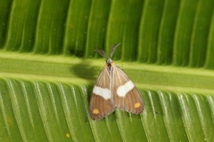 Nebulosa erymas
