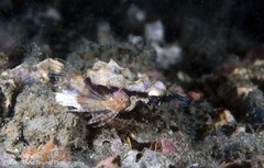 Eurypegasus draconis