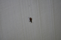 Panagaeus bipustulatus