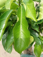 Magnoliopsida