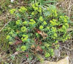 Euphorbia portlandica