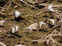 Heliopetes ericetorum