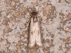 Microcrambus croesus