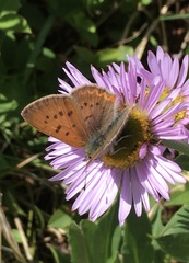 Tharsalea dorcas sangremar