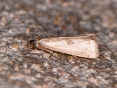 Microcrambus croesus