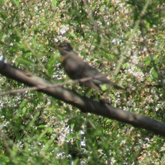 Turdus migratorius
