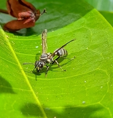 Polybia occidentalis