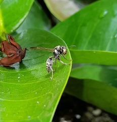 Polybia occidentalis