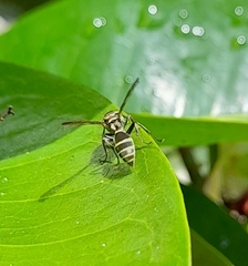 Polybia occidentalis