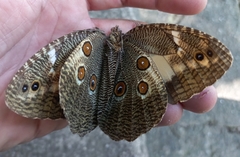 Dasyophthalma creusa