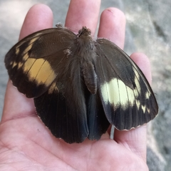 Dasyophthalma creusa