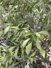 Schaefferia frutescens