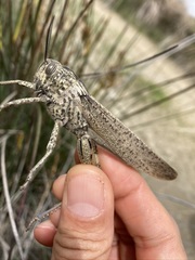 Anacridium aegyptium