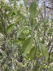 Schaefferia frutescens