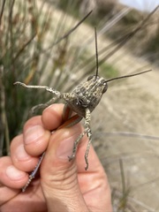 Anacridium aegyptium