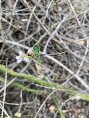 Heteropterys purpurea