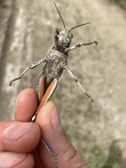 Anacridium aegyptium