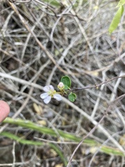 Heteropterys purpurea
