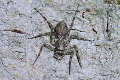 Phaeacius malayensis