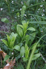 Myosotis sparsiflora