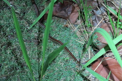 Oligodon octolineatus