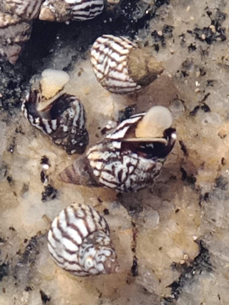 Intertidal Zebra Snail