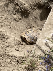 Testudo hermanni