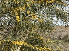 Acacia saligna