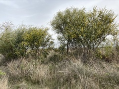 Acacia saligna