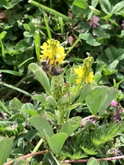 Apis mellifera