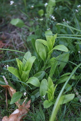 Myosotis sparsiflora
