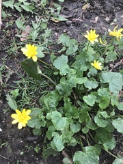 Ficaria verna