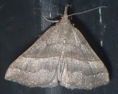 Hypena atomaria