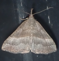 Hypena atomaria
