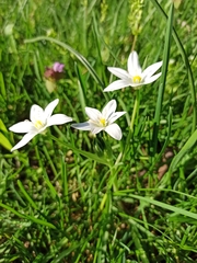 Ornithogalum