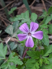 Geranium robertianum