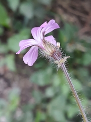 Geranium robertianum