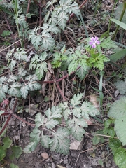 Geranium robertianum