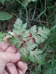 Geranium robertianum