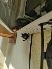 Vandeleuria oleraceus