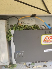 Vandeleuria oleraceus