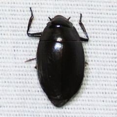 Dineutus sublineatus