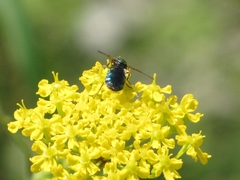 Chloromyia formosa