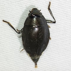 Dineutus sublineatus