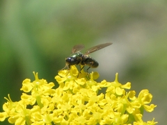 Chloromyia formosa